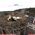 14_20-nest.jpg