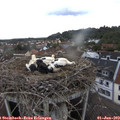 14_25-nest.jpg