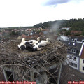 14_30-nest.jpg