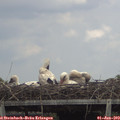 14_35-mast.jpg