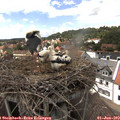 14_35-nest.jpg