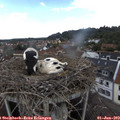 14_45-nest.jpg