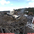 14_50-nest.jpg