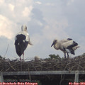 14_55-mast.jpg