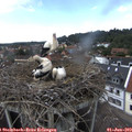 14_55-nest.jpg