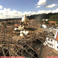 15_10-nest.jpg