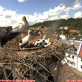 15_20-nest.jpg