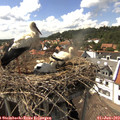 15_25-nest.jpg