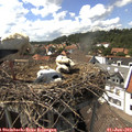 15_30-nest.jpg