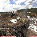 15_35-nest.jpg