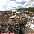 15_40-nest.jpg