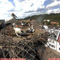 15_45-nest.jpg