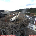 15_50-nest.jpg