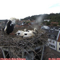 15_55-nest.jpg