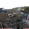 16_00-nest.jpg