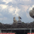 16_05-mast.jpg