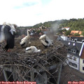 16_05-nest.jpg