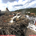 16_10-nest.jpg