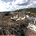 16_15-nest.jpg