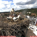 16_20-nest.jpg
