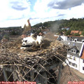 16_25-nest.jpg