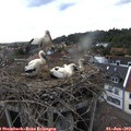 16_30-nest.jpg