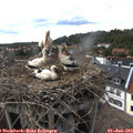16_40-nest.jpg