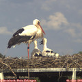 16_45-mast.jpg