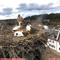 16_45-nest.jpg