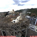 16_50-nest.jpg