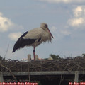 17_00-mast.jpg
