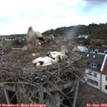 17_00-nest.jpg