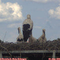 17_05-mast.jpg