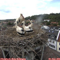 17_05-nest.jpg