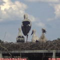 17_10-mast.jpg