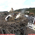 17_10-nest.jpg