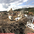 17_15-nest.jpg