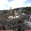 17_20-nest.jpg