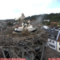17_25-nest.jpg
