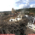17_40-nest.jpg