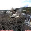 17_45-nest.jpg