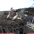 17_50-nest.jpg
