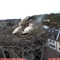17_55-nest.jpg
