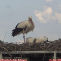 18_00-mast.jpg