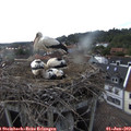 18_00-nest.jpg