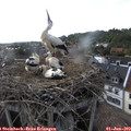 18_05-nest.jpg