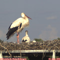 18_10-mast.jpg