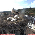 18_10-nest.jpg