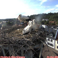18_15-nest.jpg