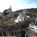 18_20-nest.jpg
